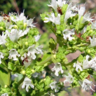 origano